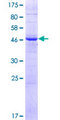 PIGX Protein - 12.5% SDS-PAGE of human PIGX stained with Coomassie Blue