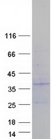 PIGX Protein - Purified recombinant protein PIGX was analyzed by SDS-PAGE gel and Coomassie Blue Staining