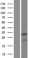 PIH1D3 Protein - Western validation with an anti-DDK antibody * L: Control HEK293 lysate R: Over-expression lysate