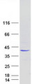 PIH1D3 Protein - Purified recombinant protein PIH1D3 was analyzed by SDS-PAGE gel and Coomassie Blue Staining