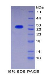 PIK3C2A Protein - Recombinant Phosphoinositide-3-Kinase Class-2-Alpha Polypeptide By SDS-PAGE