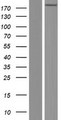 PIK3C2B Protein - Western validation with an anti-DDK antibody * L: Control HEK293 lysate R: Over-expression lysate