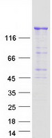PIK3C2B Protein - Purified recombinant protein PIK3C2B was analyzed by SDS-PAGE gel and Coomassie Blue Staining