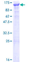 PIK3C3 / VPS34 Protein - 12.5% SDS-PAGE of human PIK3C3 stained with Coomassie Blue