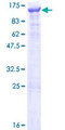 PIK3C3 / VPS34 Protein - 12.5% SDS-PAGE of human PIK3C3 stained with Coomassie Blue