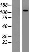 PIK3CD / PI3K Delta Protein - Western validation with an anti-DDK antibody * L: Control HEK293 lysate R: Over-expression lysate