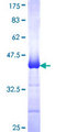 PIK3R1 / p85 Alpha Protein - 12.5% SDS-PAGE Stained with Coomassie Blue.