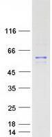 PIK3R1 / p85 Alpha Protein - Purified recombinant protein PIK3R1 was analyzed by SDS-PAGE gel and Coomassie Blue Staining