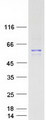 PIK3R1 / p85 Alpha Protein - Purified recombinant protein PIK3R1 was analyzed by SDS-PAGE gel and Coomassie Blue Staining