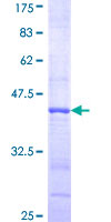 PIK3R3 / p85 Gamma Protein - 12.5% SDS-PAGE Stained with Coomassie Blue.