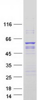 PIK3R3 / p85 Gamma Protein - Purified recombinant protein PIK3R3 was analyzed by SDS-PAGE gel and Coomassie Blue Staining