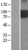 PIK3R5 Protein - Western validation with an anti-DDK antibody * L: Control HEK293 lysate R: Over-expression lysate