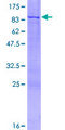 PIK3R5 Protein - 12.5% SDS-PAGE of human PIK3R5 stained with Coomassie Blue