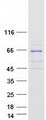 PIKFYVE / PIP5K Protein - Purified recombinant protein PIKFYVE was analyzed by SDS-PAGE gel and Coomassie Blue Staining