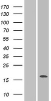 PILRA Protein - Western validation with an anti-DDK antibody * L: Control HEK293 lysate R: Over-expression lysate