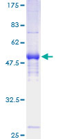 PILRA Protein - 12.5% SDS-PAGE of human PILRA stained with Coomassie Blue