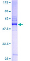 PILRB Protein - 12.5% SDS-PAGE of human PILRB stained with Coomassie Blue