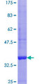 PILRB Protein - 12.5% SDS-PAGE Stained with Coomassie Blue.