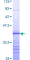 PIM1 / Pim-1 Protein - 12.5% SDS-PAGE Stained with Coomassie Blue.