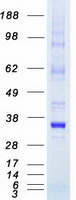 PIM2 / Pim-2 Protein - Purified recombinant protein PIM2 was analyzed by SDS-PAGE gel and Coomassie Blue Staining