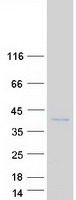 PIM3 / PIM-3 Protein - Purified recombinant protein PIM3 was analyzed by SDS-PAGE gel and Coomassie Blue Staining