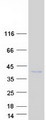 PIM3 / PIM-3 Protein - Purified recombinant protein PIM3 was analyzed by SDS-PAGE gel and Coomassie Blue Staining