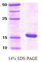 PIN1 Protein