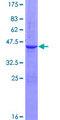 PIN4 Protein - 12.5% SDS-PAGE of human PIN4 stained with Coomassie Blue