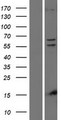 PINK1 Protein - Western validation with an anti-DDK antibody * L: Control HEK293 lysate R: Over-expression lysate