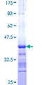 PINK1 Protein - 12.5% SDS-PAGE Stained with Coomassie Blue.