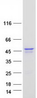 PINX1 Protein - Purified recombinant protein PINX1 was analyzed by SDS-PAGE gel and Coomassie Blue Staining