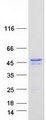 PINX1 Protein - Purified recombinant protein PINX1 was analyzed by SDS-PAGE gel and Coomassie Blue Staining