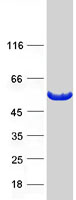 PIP4K2A / PIPK Protein - Purified recombinant protein PIP4K2A was analyzed by SDS-PAGE gel and Coomassie Blue Staining