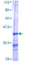 PIP4K2B Protein - 12.5% SDS-PAGE Stained with Coomassie Blue.
