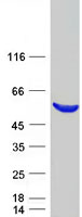 PIP4K2C Protein - Purified recombinant protein PIP4K2C was analyzed by SDS-PAGE gel and Coomassie Blue Staining