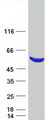 PIP4K2C Protein - Purified recombinant protein PIP4K2C was analyzed by SDS-PAGE gel and Coomassie Blue Staining