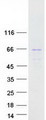 PIP5K1B Protein - Purified recombinant protein PIP5K1B was analyzed by SDS-PAGE gel and Coomassie Blue Staining