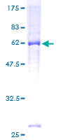 PIPOX / Sarcosine Oxidase Protein - 12.5% SDS-PAGE of human PIPOX stained with Coomassie Blue