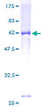 PIPOX / Sarcosine Oxidase Protein - 12.5% SDS-PAGE of human PIPOX stained with Coomassie Blue