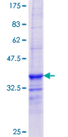 PIPOX / Sarcosine Oxidase Protein - 12.5% SDS-PAGE Stained with Coomassie Blue.