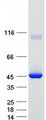 PIPOX / Sarcosine Oxidase Protein - Purified recombinant protein PIPOX was analyzed by SDS-PAGE gel and Coomassie Blue Staining