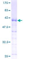 Pirin / PIR Protein - 12.5% SDS-PAGE of human PIR stained with Coomassie Blue