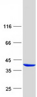 Pirin / PIR Protein - Purified recombinant protein PIR was analyzed by SDS-PAGE gel and Coomassie Blue Staining
