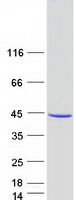 Pirin / PIR Protein - Purified recombinant protein PIR was analyzed by SDS-PAGE gel and Coomassie Blue Staining