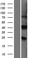 PIRT Protein - Western validation with an anti-DDK antibody * L: Control HEK293 lysate R: Over-expression lysate