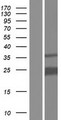 PITHD1 / C1orf128 Protein - Western validation with an anti-DDK antibody * L: Control HEK293 lysate R: Over-expression lysate