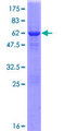 PITPNA Protein - 12.5% SDS-PAGE of human PITPNA stained with Coomassie Blue