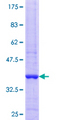PITPNA Protein - 12.5% SDS-PAGE Stained with Coomassie Blue.