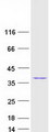 PITPNA Protein - Purified recombinant protein PITPNA was analyzed by SDS-PAGE gel and Coomassie Blue Staining
