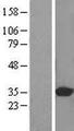 PITPNB Protein - Western validation with an anti-DDK antibody * L: Control HEK293 lysate R: Over-expression lysate